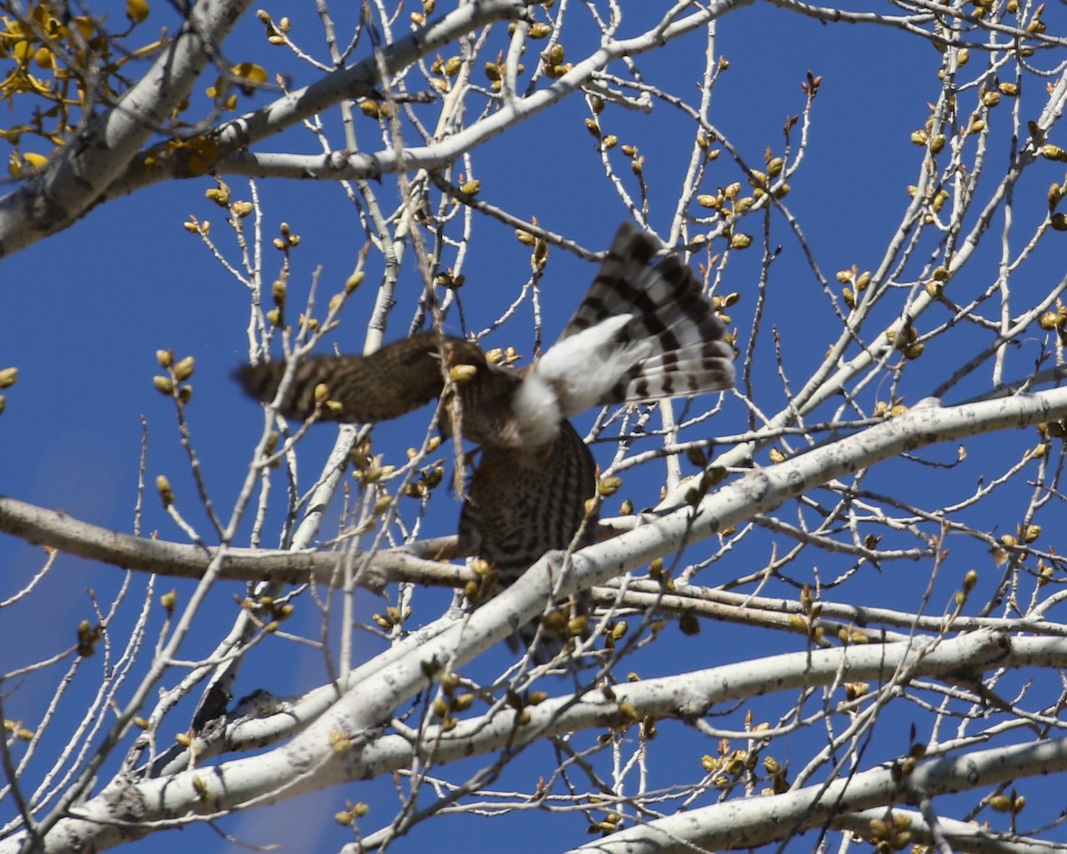 Sharp-shinned Hawk - ML49112111