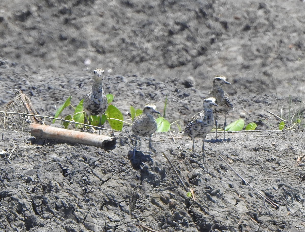 Pacific Golden-Plover - ML491121191