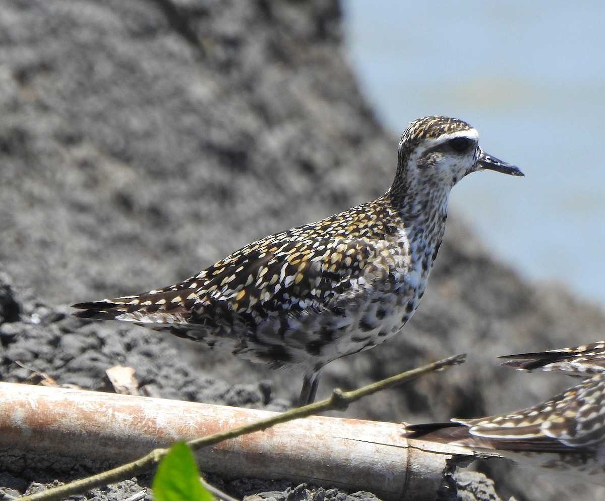 Pacific Golden-Plover - ML491121201