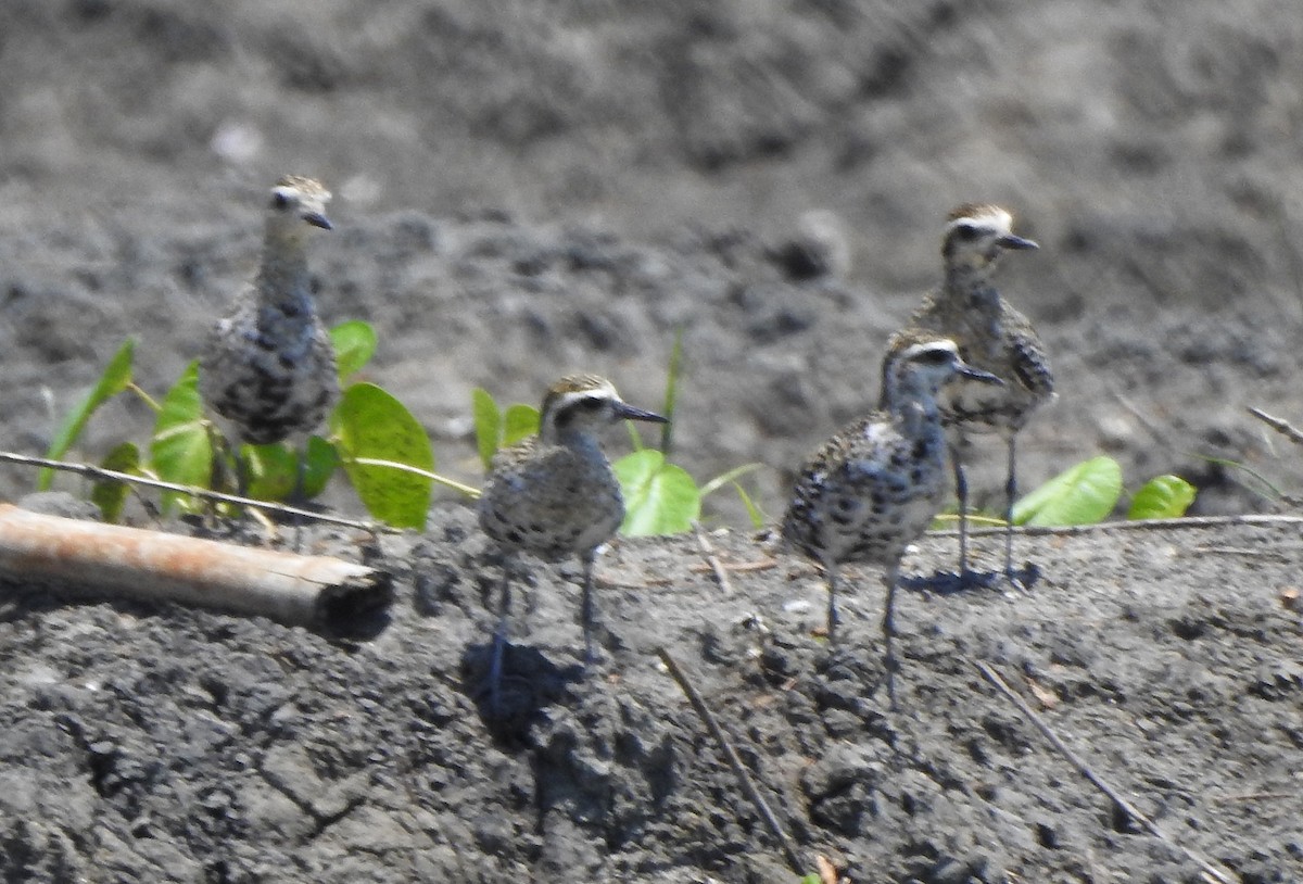 Pacific Golden-Plover - ML491121211