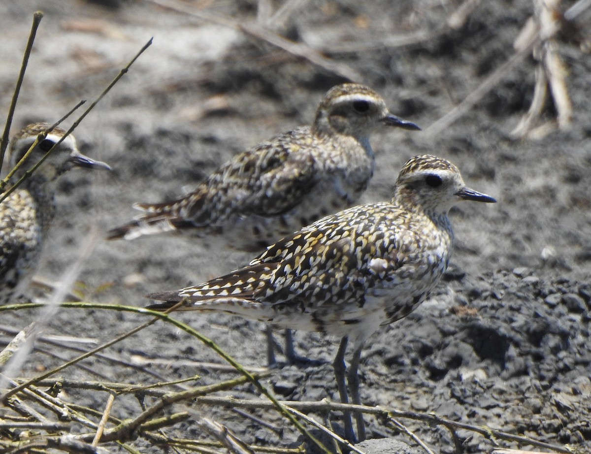 Pacific Golden-Plover - ML491121221