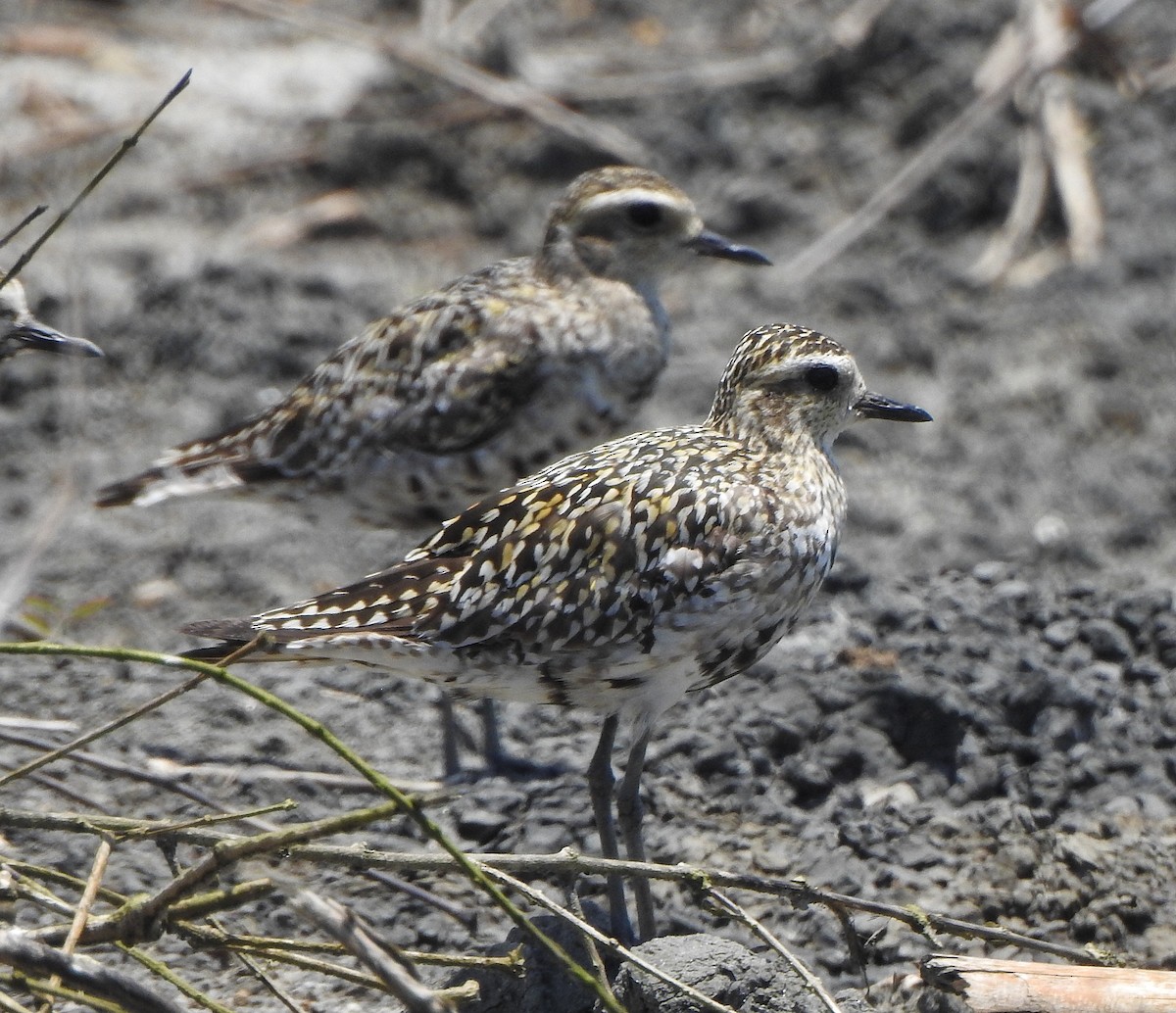 Pacific Golden-Plover - ML491121231