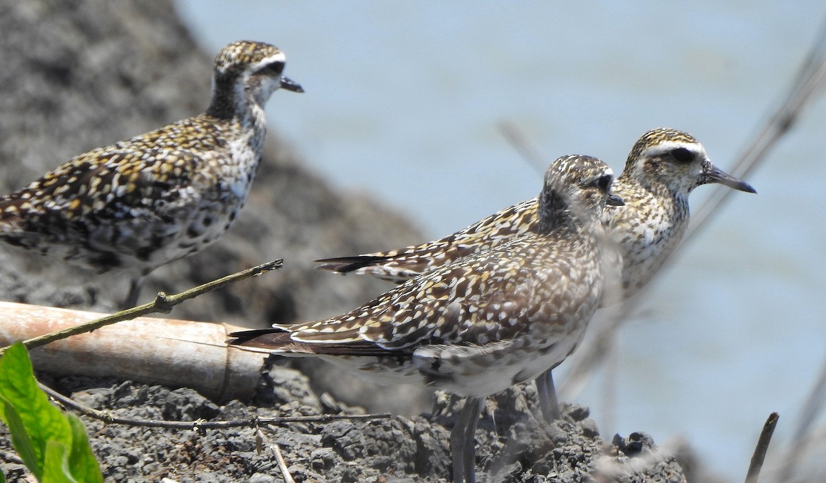 Pacific Golden-Plover - ML491121241