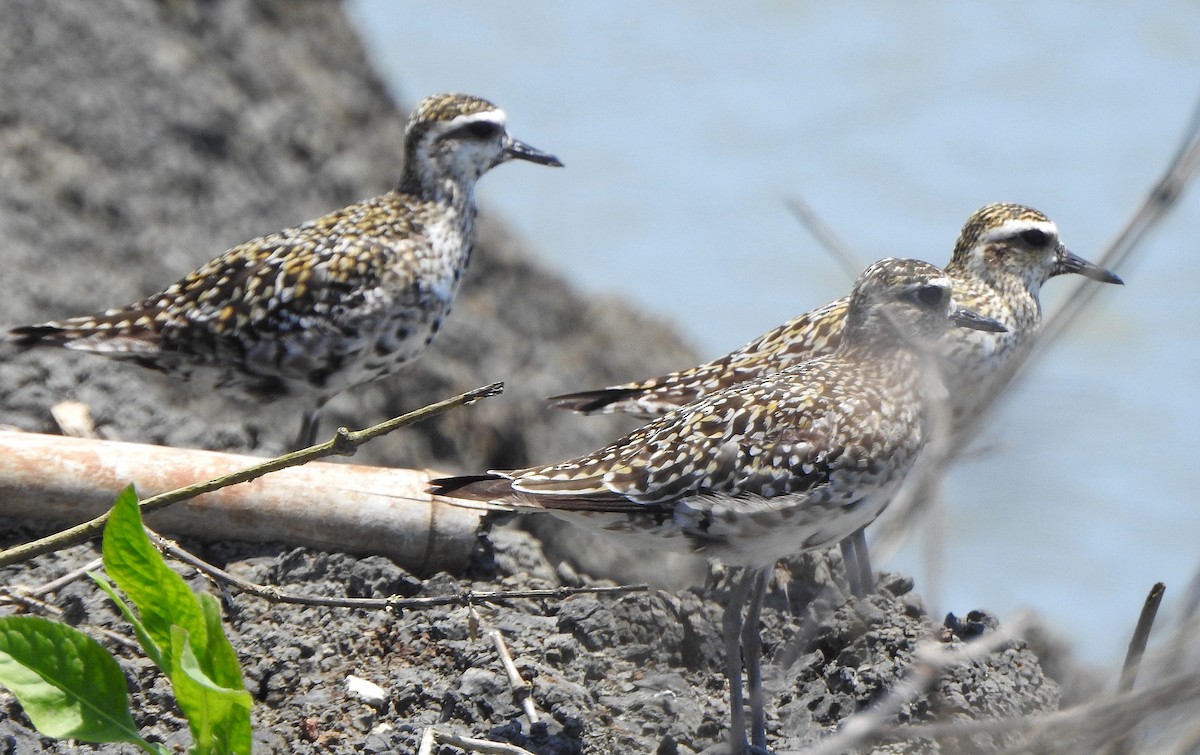 Pacific Golden-Plover - ML491121251