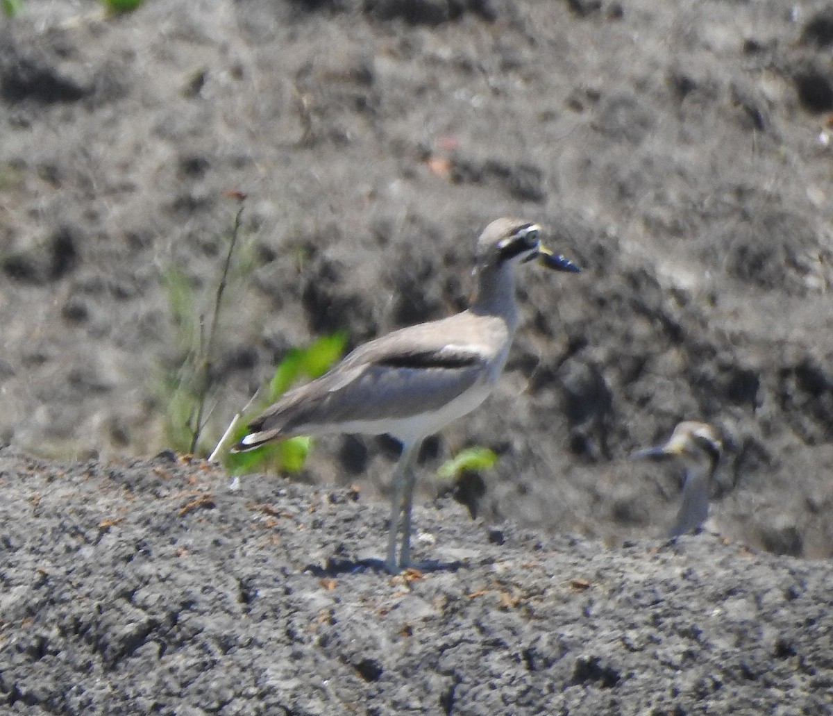 Great Thick-knee - ML491121581