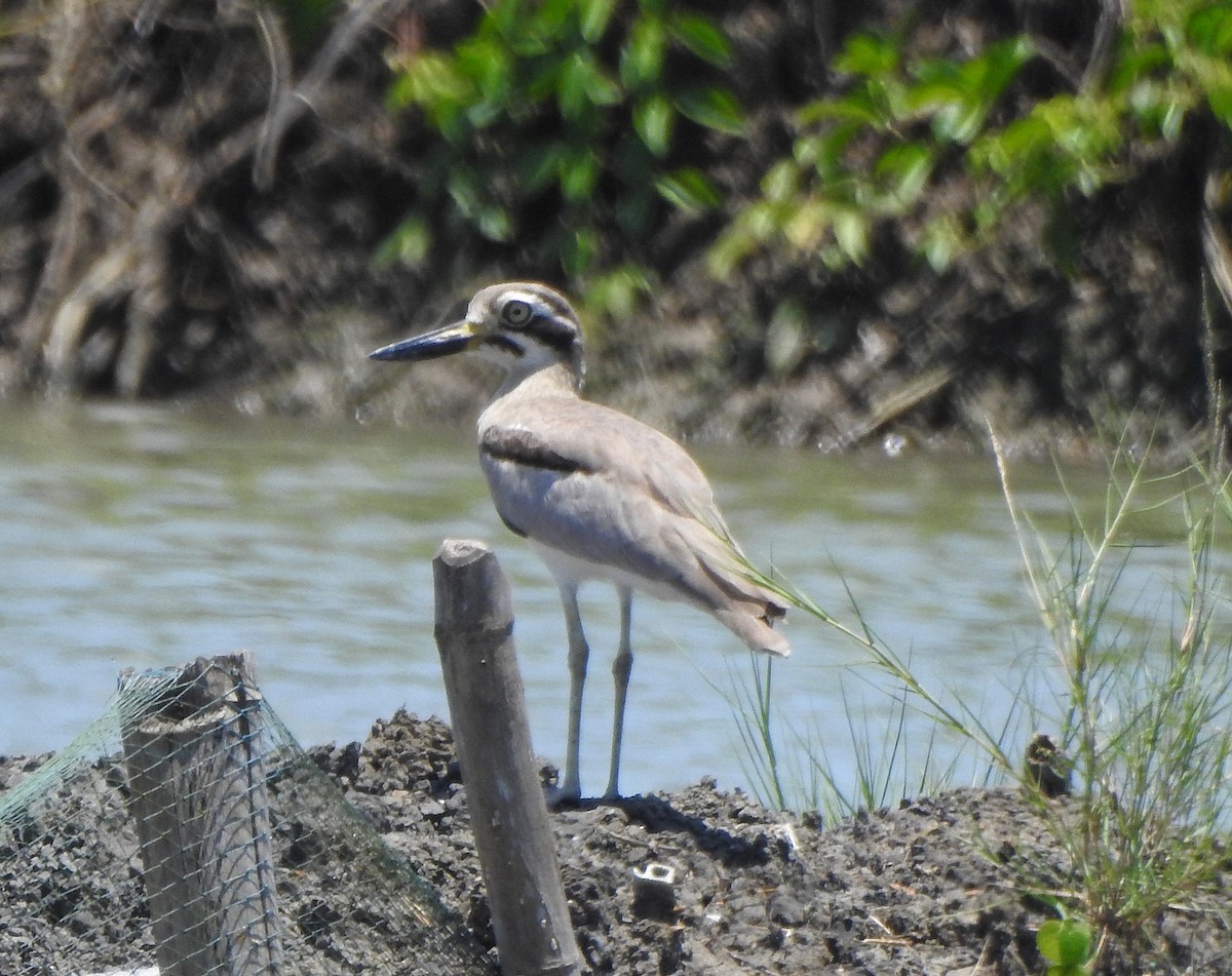 Great Thick-knee - ML491121591