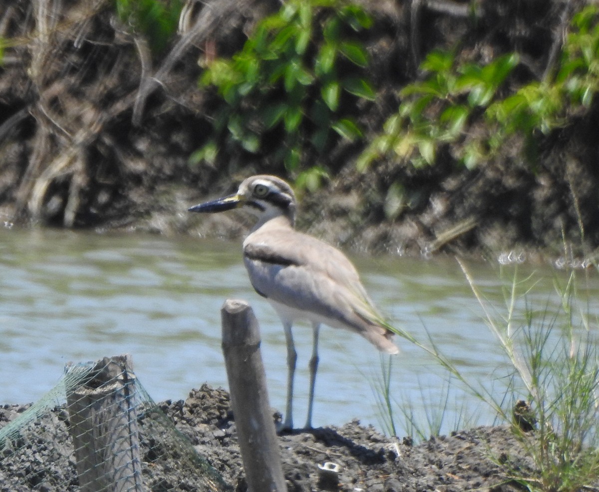Great Thick-knee - ML491121601