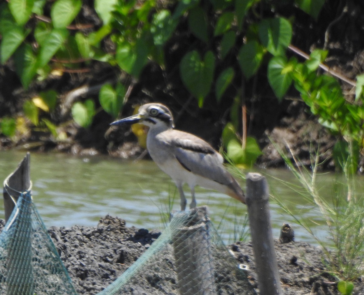 Great Thick-knee - ML491121611