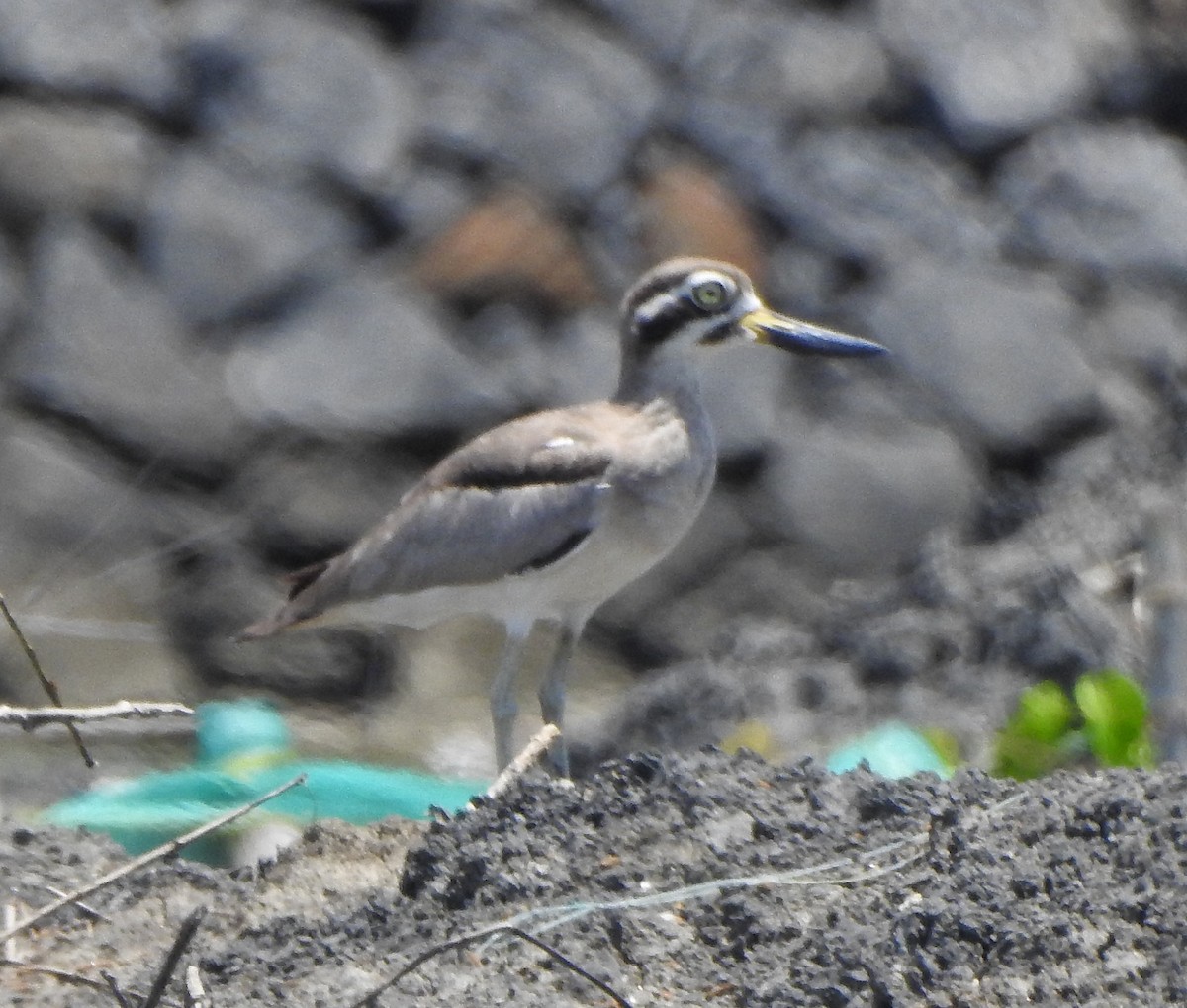 Great Thick-knee - ML491121621