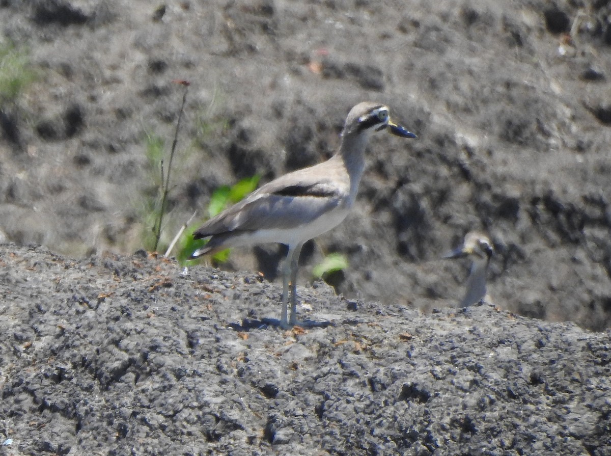 Great Thick-knee - ML491121631