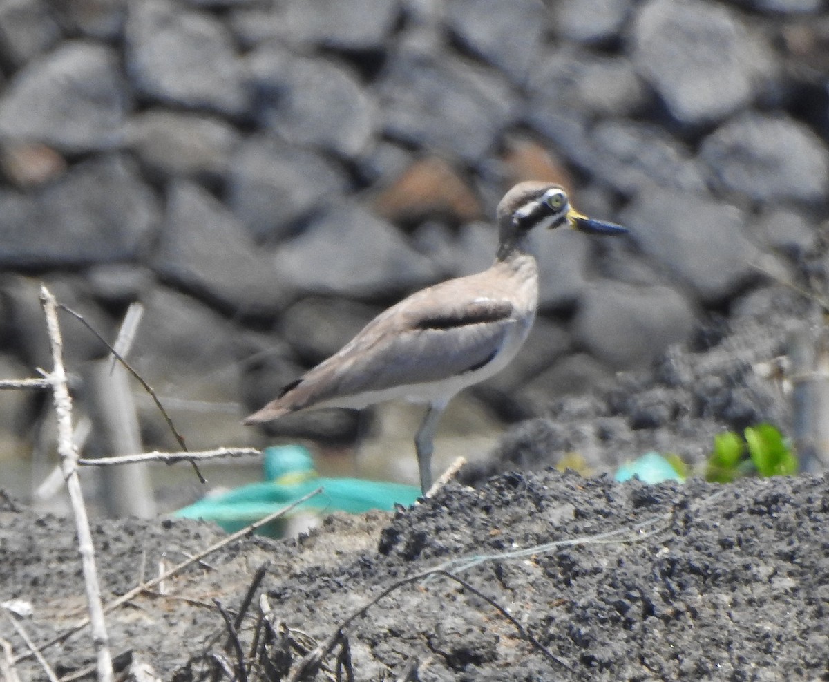 Great Thick-knee - ML491121641