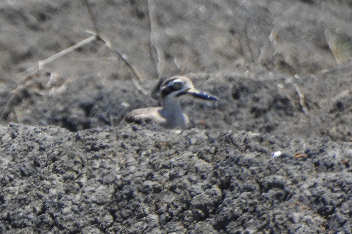 Great Thick-knee - ML491121651