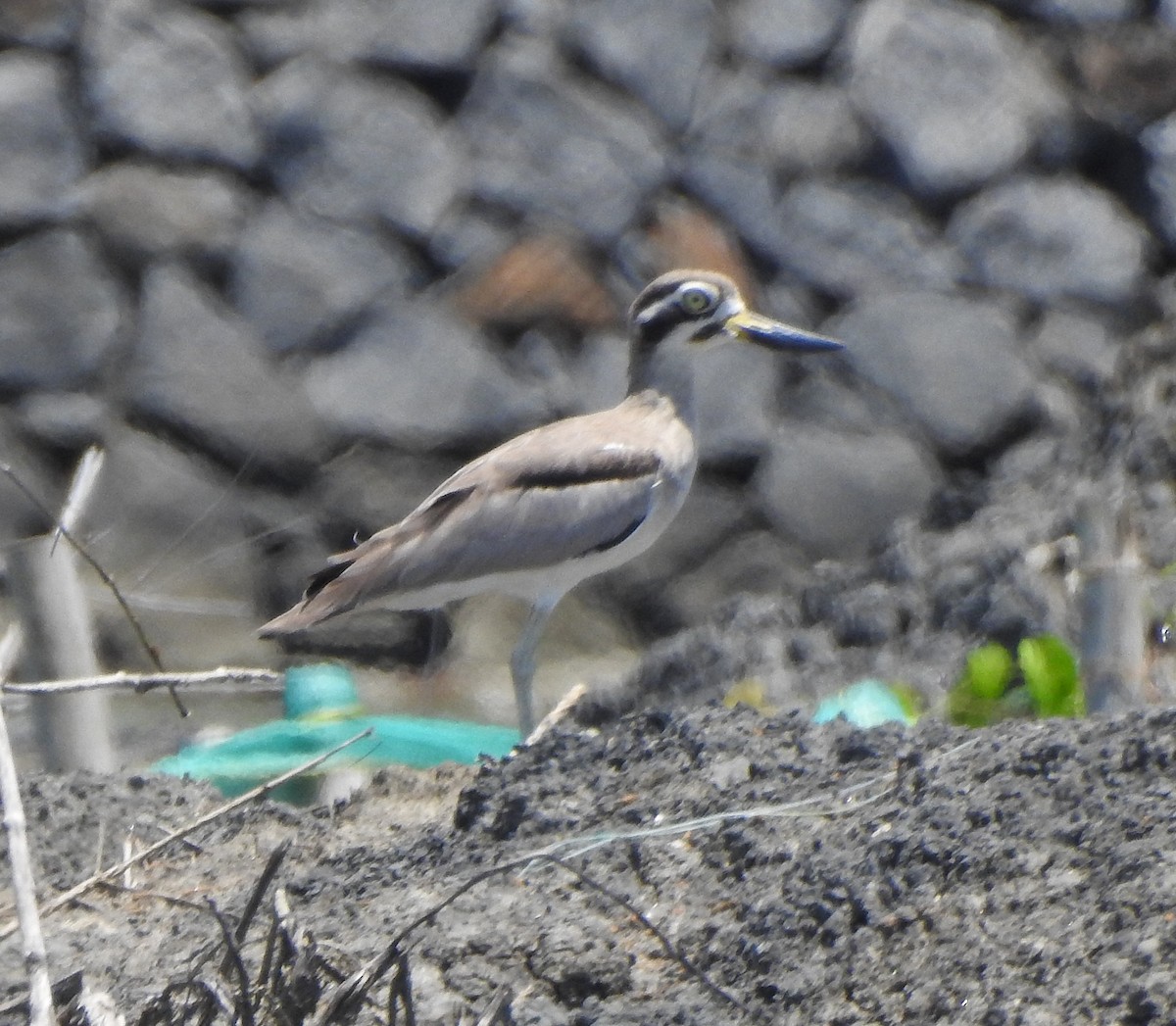 krumnebbtriel - ML491121661