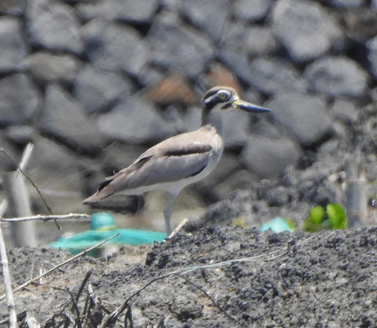 Great Thick-knee - ML491121661