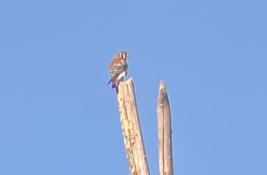 American Kestrel - ML491122161