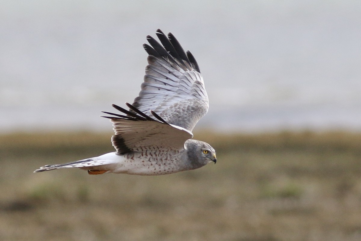 Northern Harrier - ML49112401