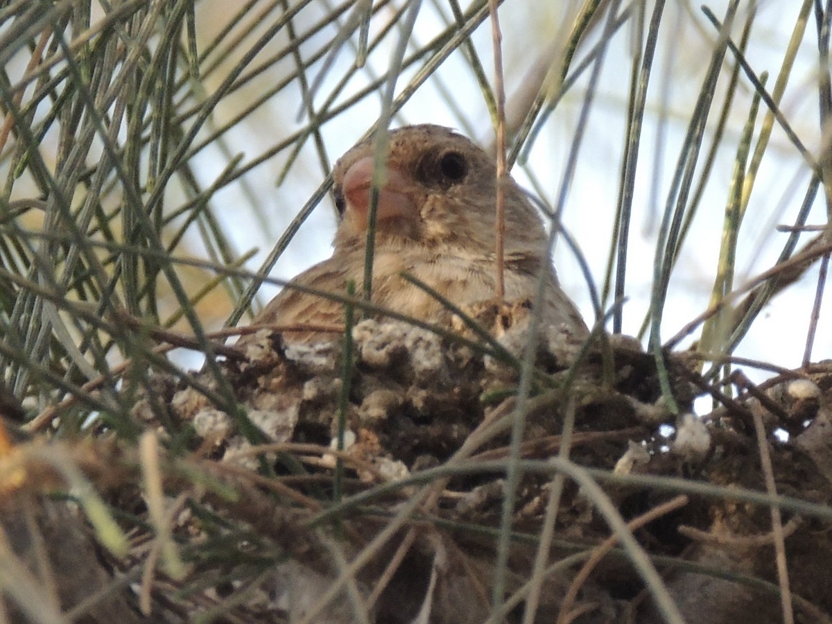 White-rumped Seedeater - ML491124151