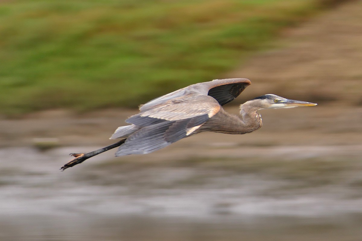 Great Blue Heron - ML49112511