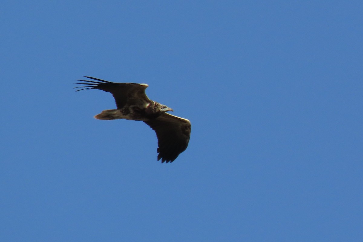 Egyptian Vulture - ML491125181