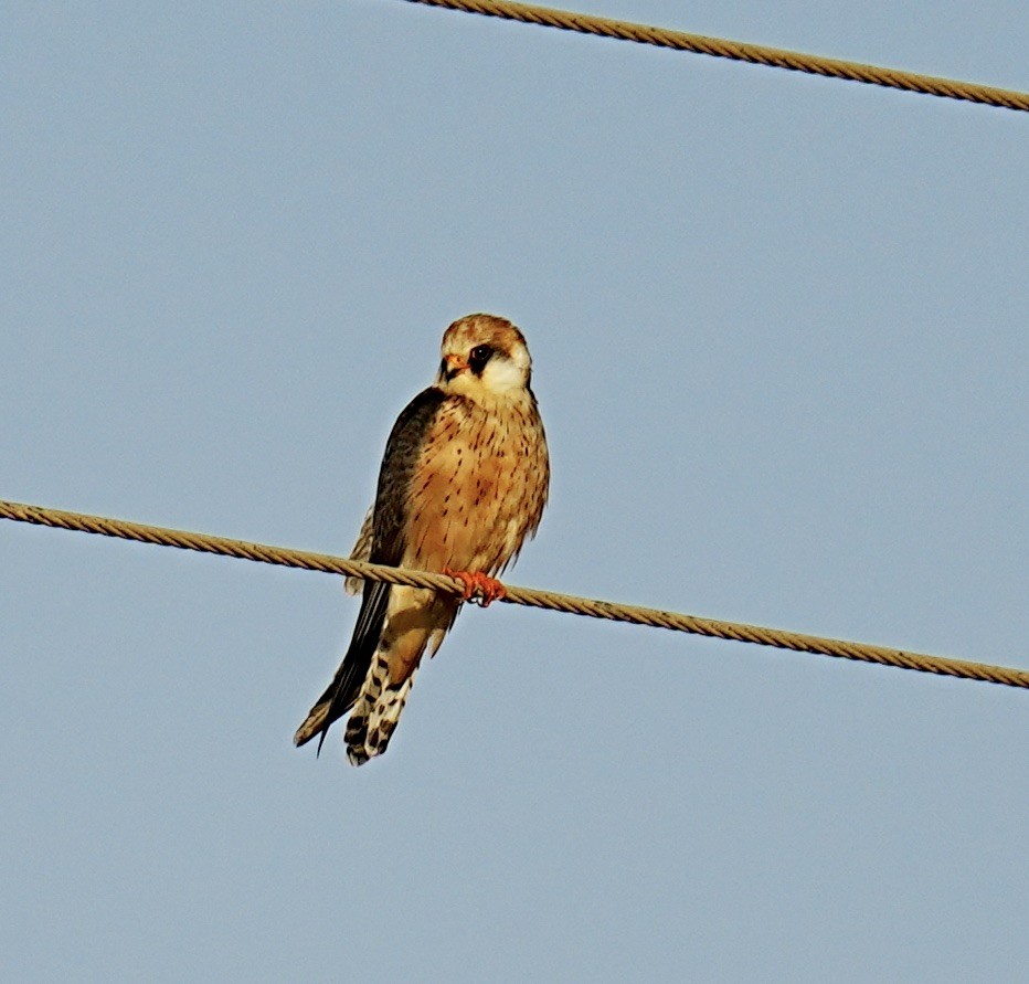 Red-footed Falcon - ML491125381