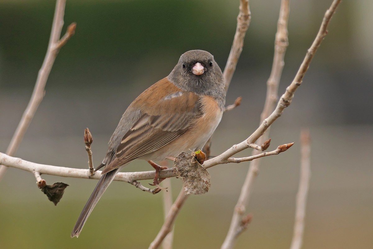 Dark-eyed Junco (Oregon) - Robert Hamilton
