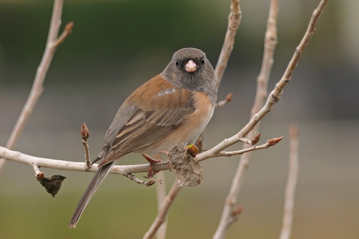 Junco Ojioscuro (grupo oreganus) - ML49112631