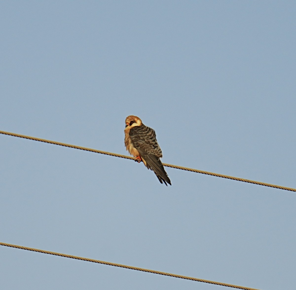 Red-footed Falcon - ML491126381