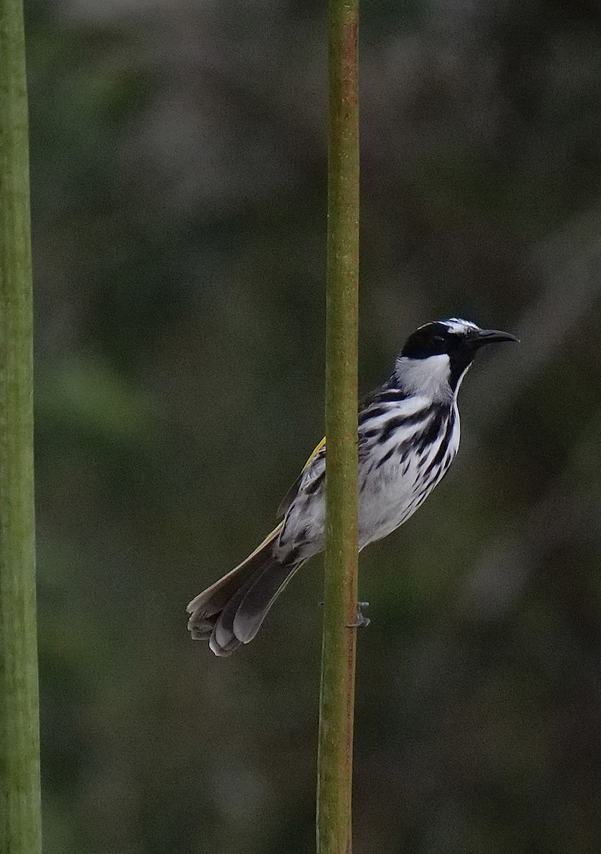 White-cheeked Honeyeater - ML491126491