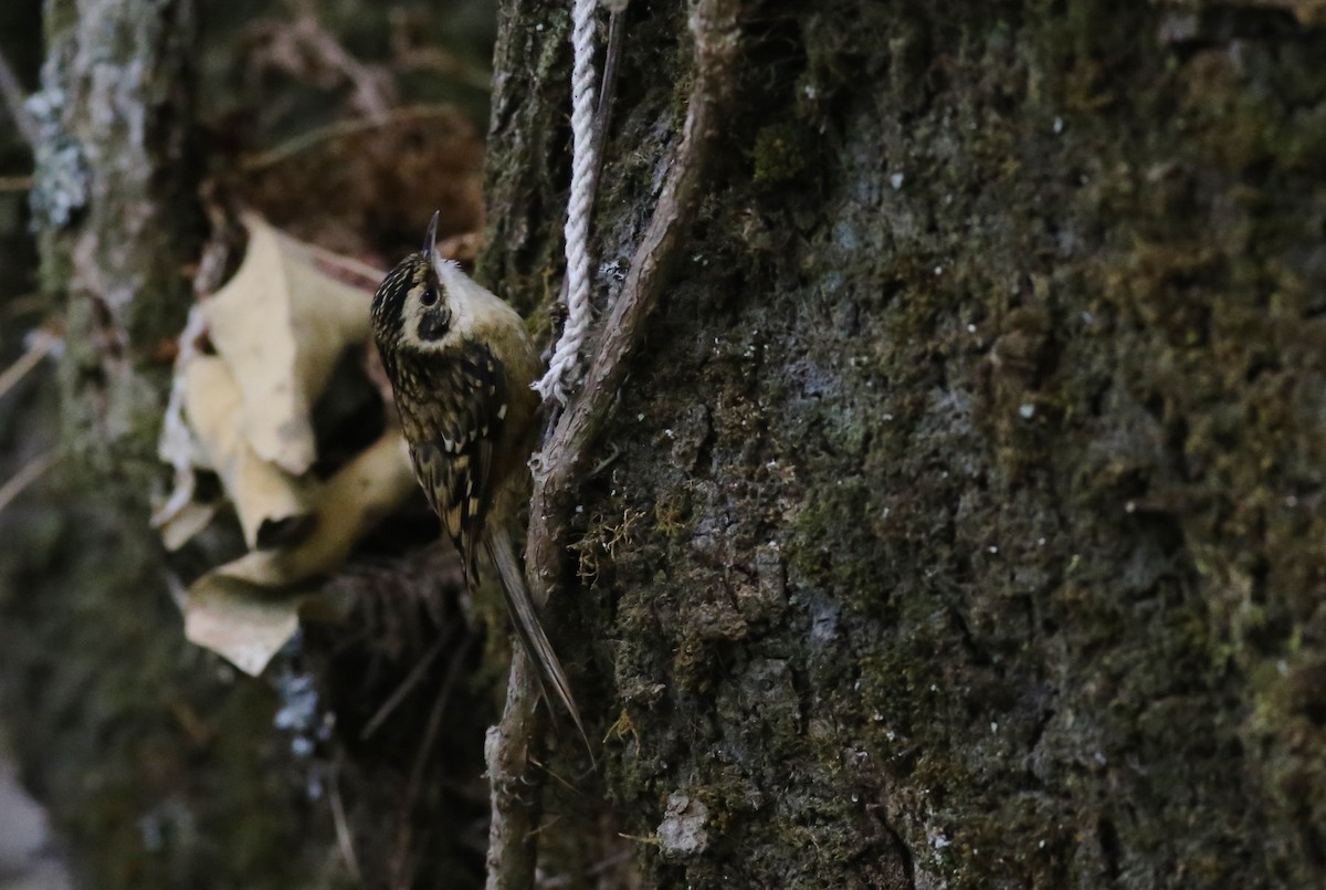 Rusty-flanked Treecreeper - Peter Hosner