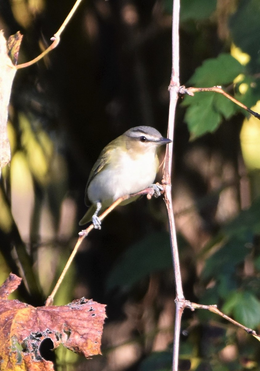 Red-eyed Vireo - ML491130301