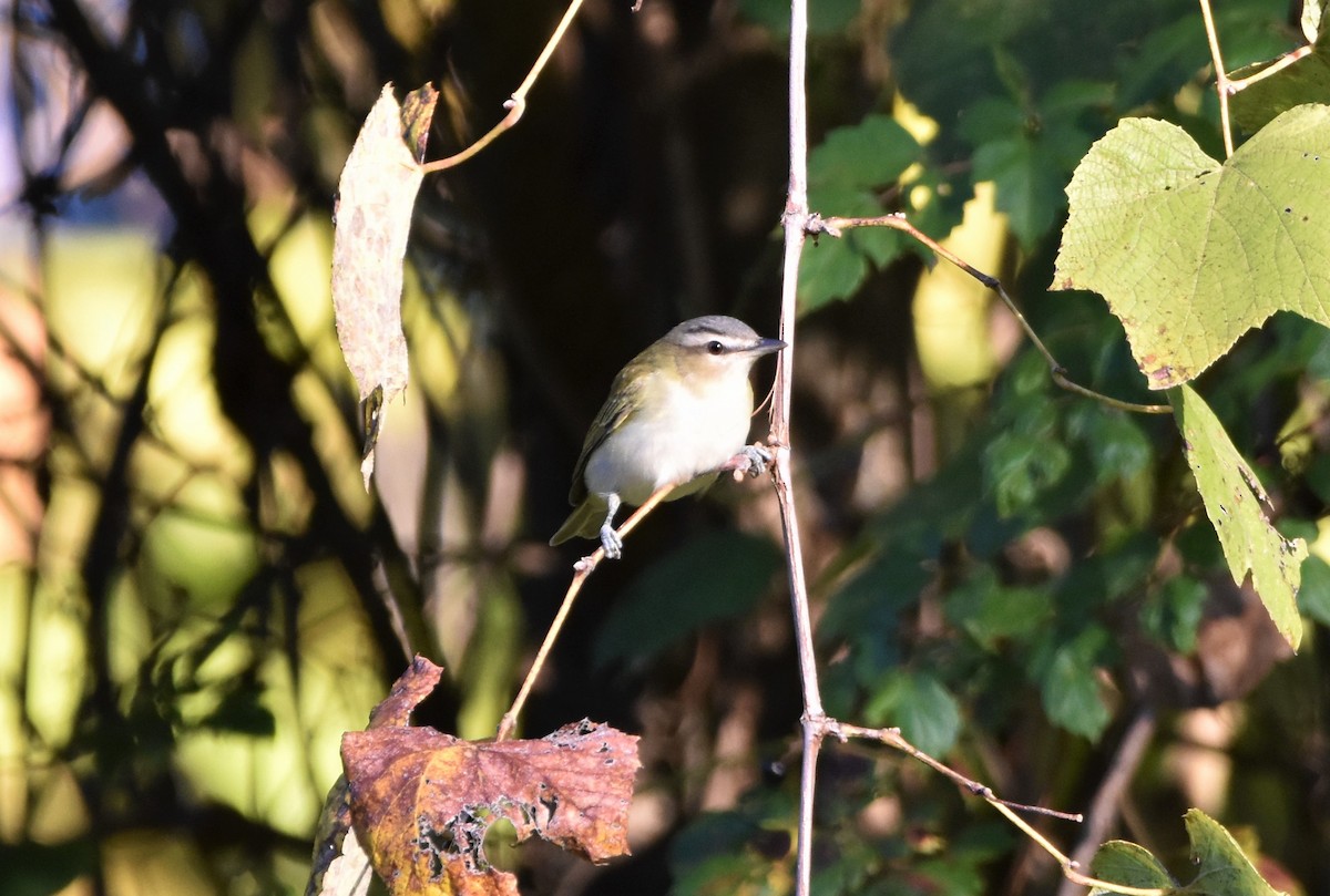 Rotaugenvireo - ML491130311