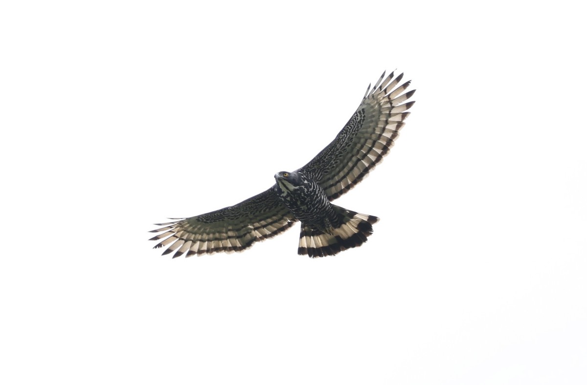Blyth's Hawk-Eagle - ML491130361