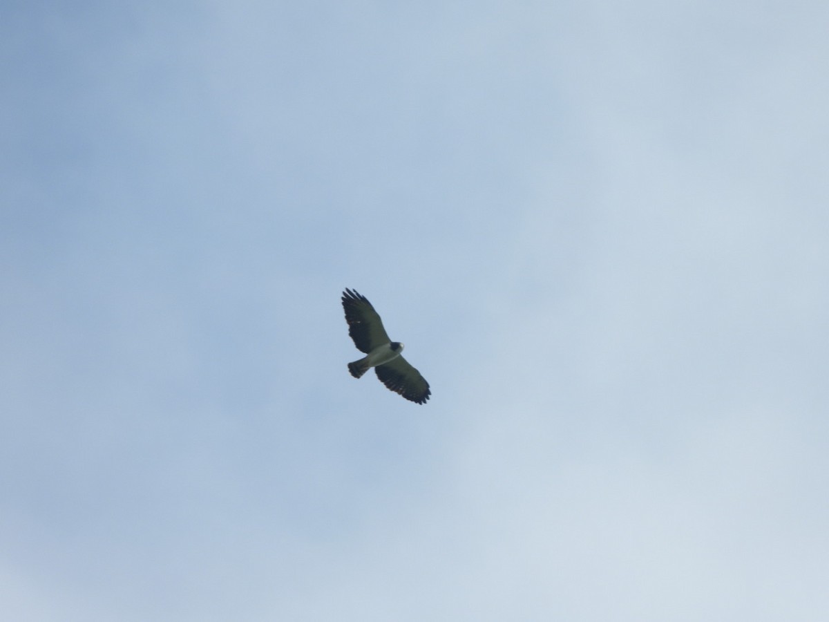 Short-tailed Hawk - ML491130451