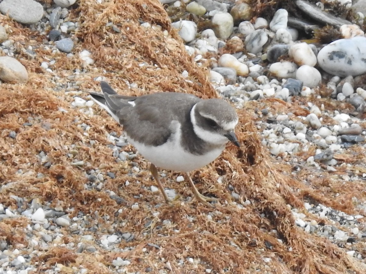 Common Ringed Plover - ML491131731