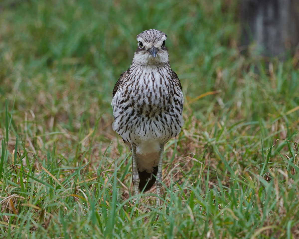 Bush Thick-knee - ML491131841