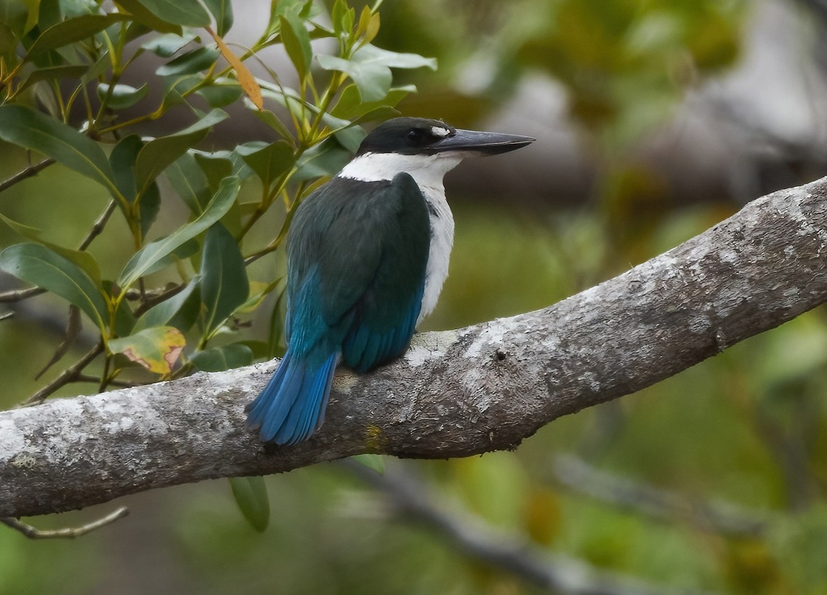 Torresian Kingfisher - ML491131851