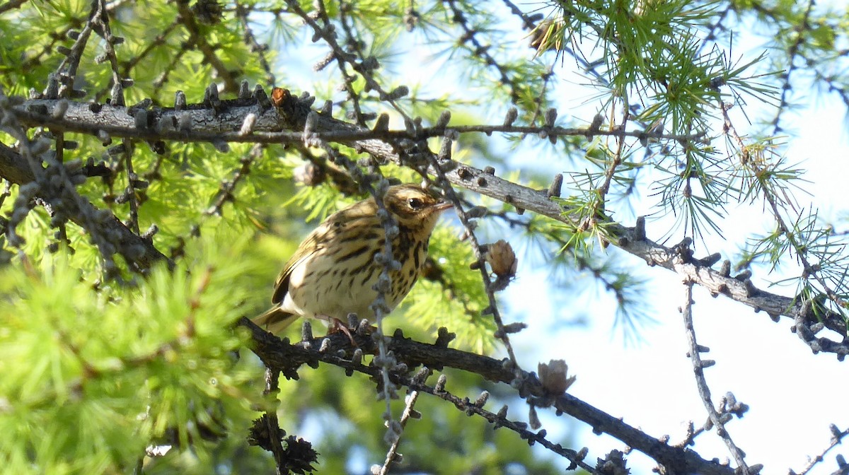 Olive-backed Pipit - ML491132241