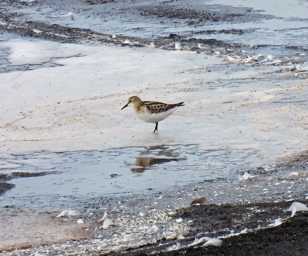 Little Stint - ML491132331