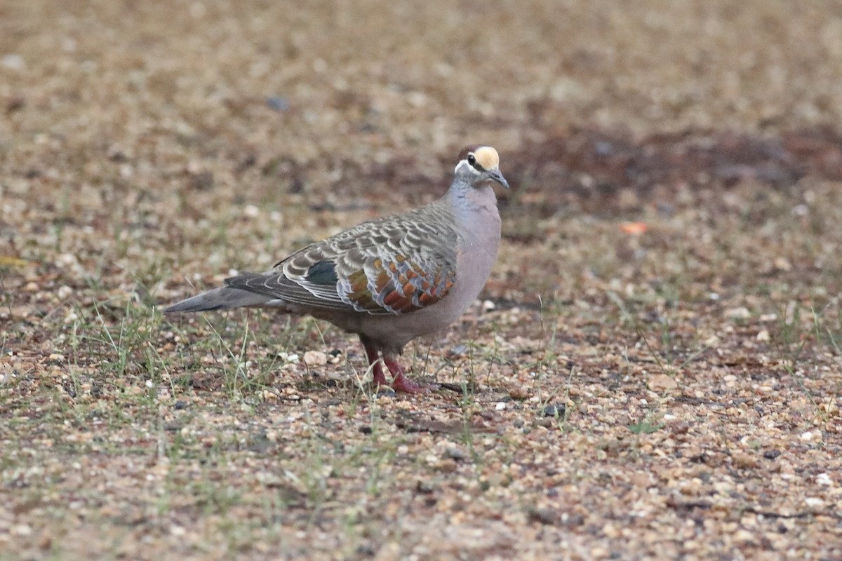 Common Bronzewing - ML491132421