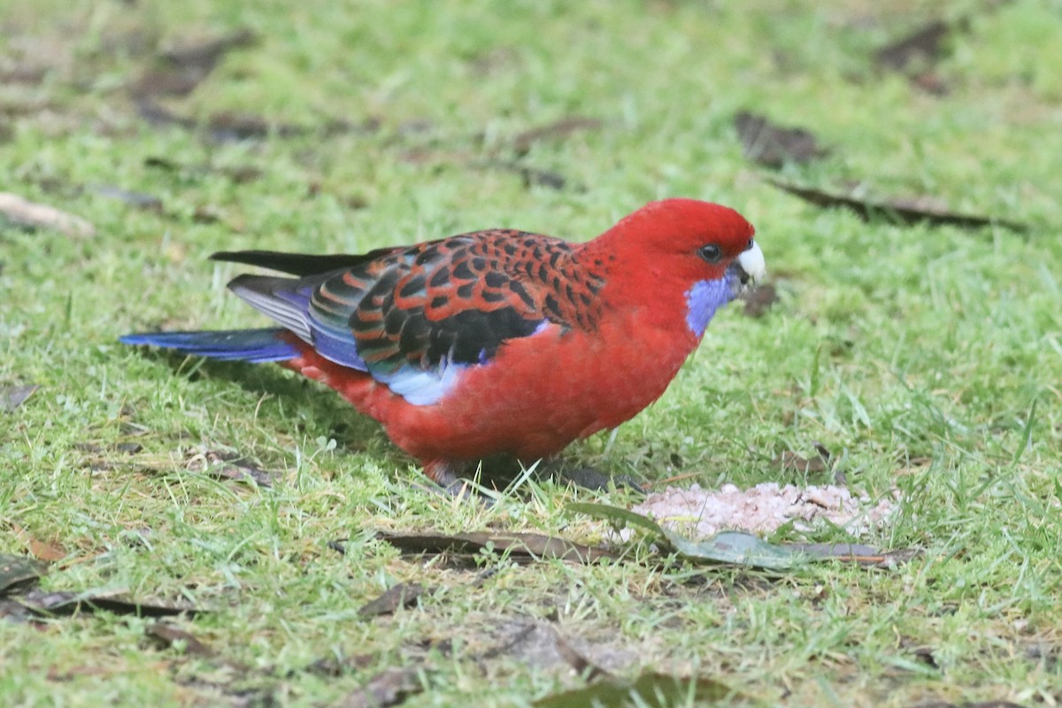 Crimson Rosella - ML491132441