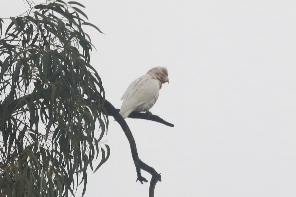 Long-billed Corella - ML491132551