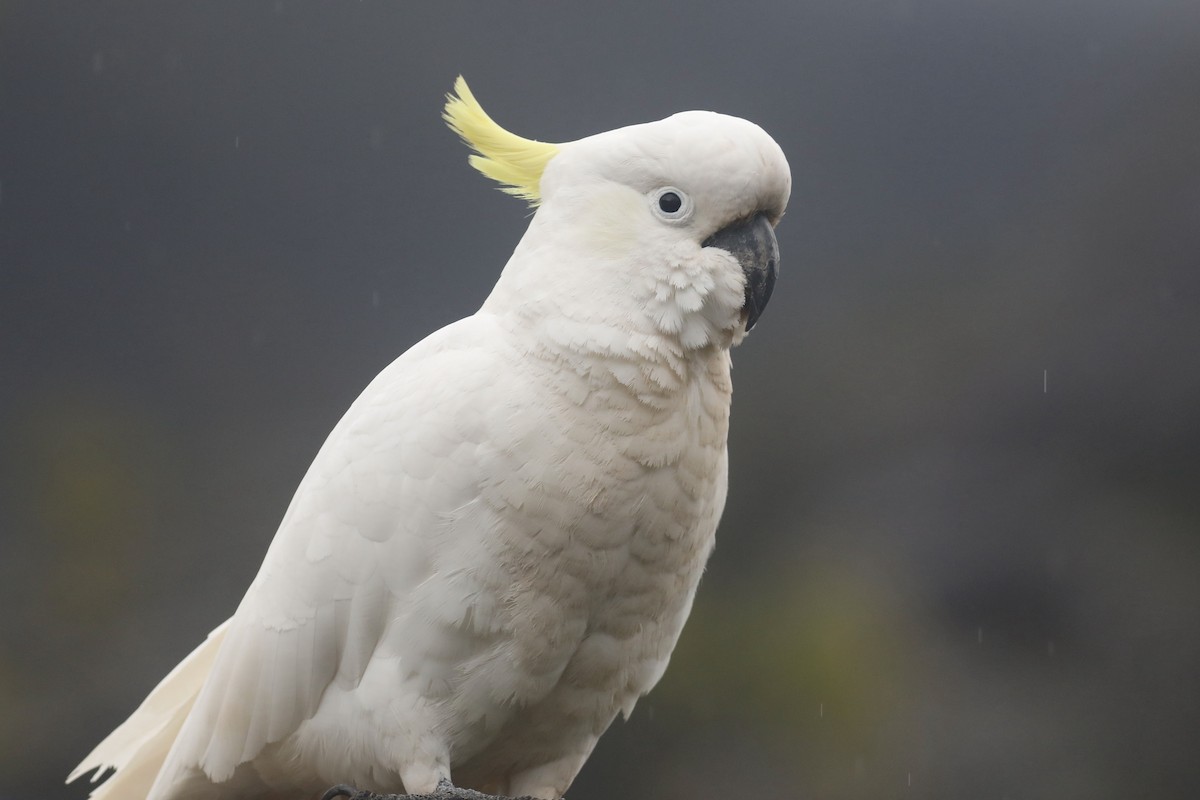 Sulphur-crested Cockatoo - ML491132571