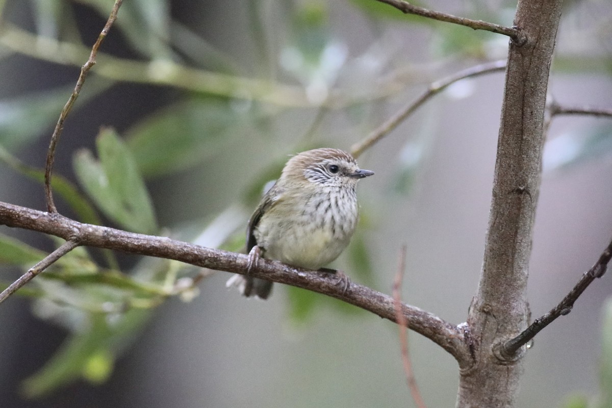 Striated Thornbill - ML491132581