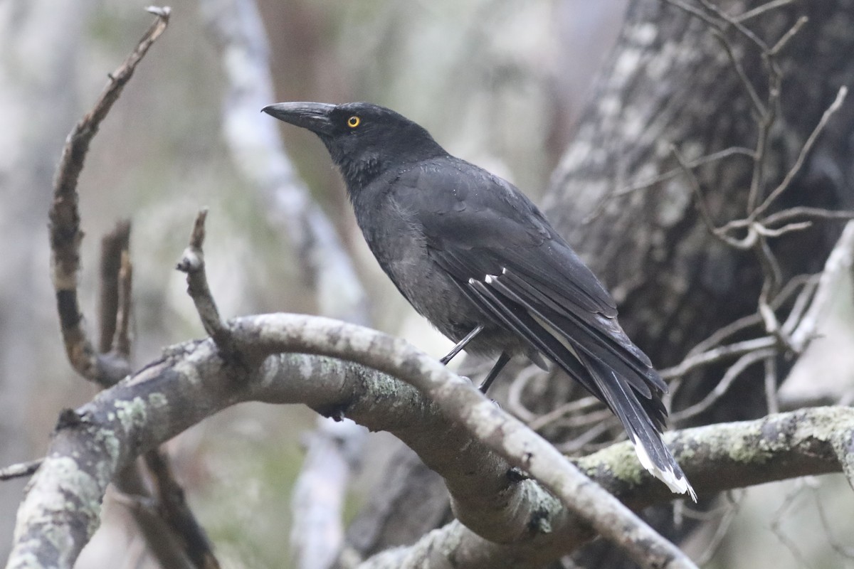 Pied Currawong - ML491132611