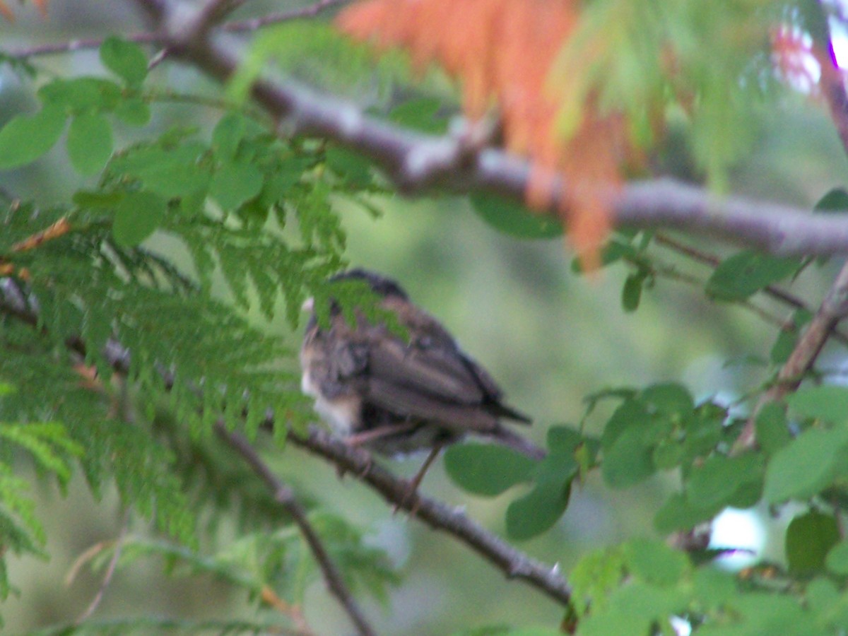 Dark-eyed Junco (Oregon) - ML491132641