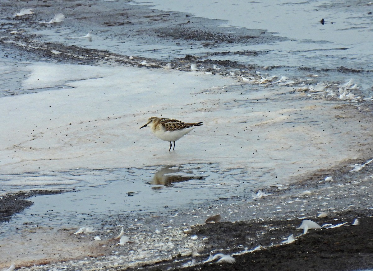 Little Stint - ML491132791