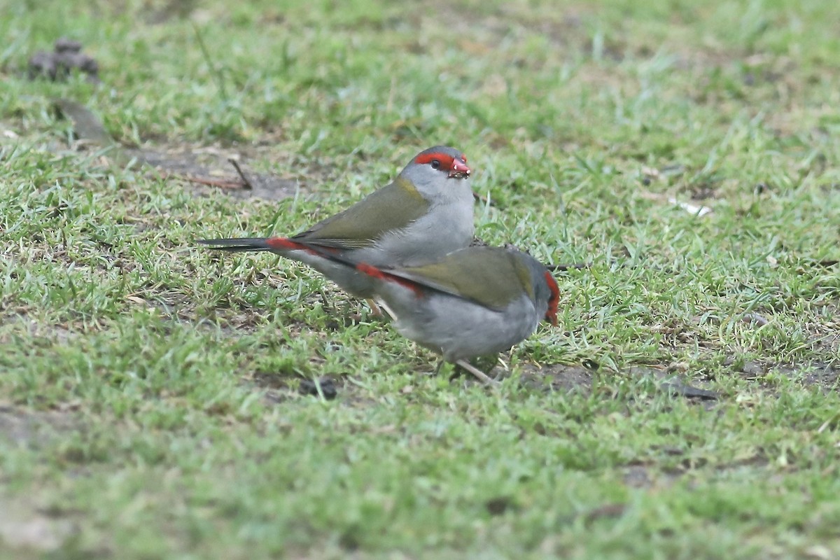 Red-browed Firetail - ML491132811