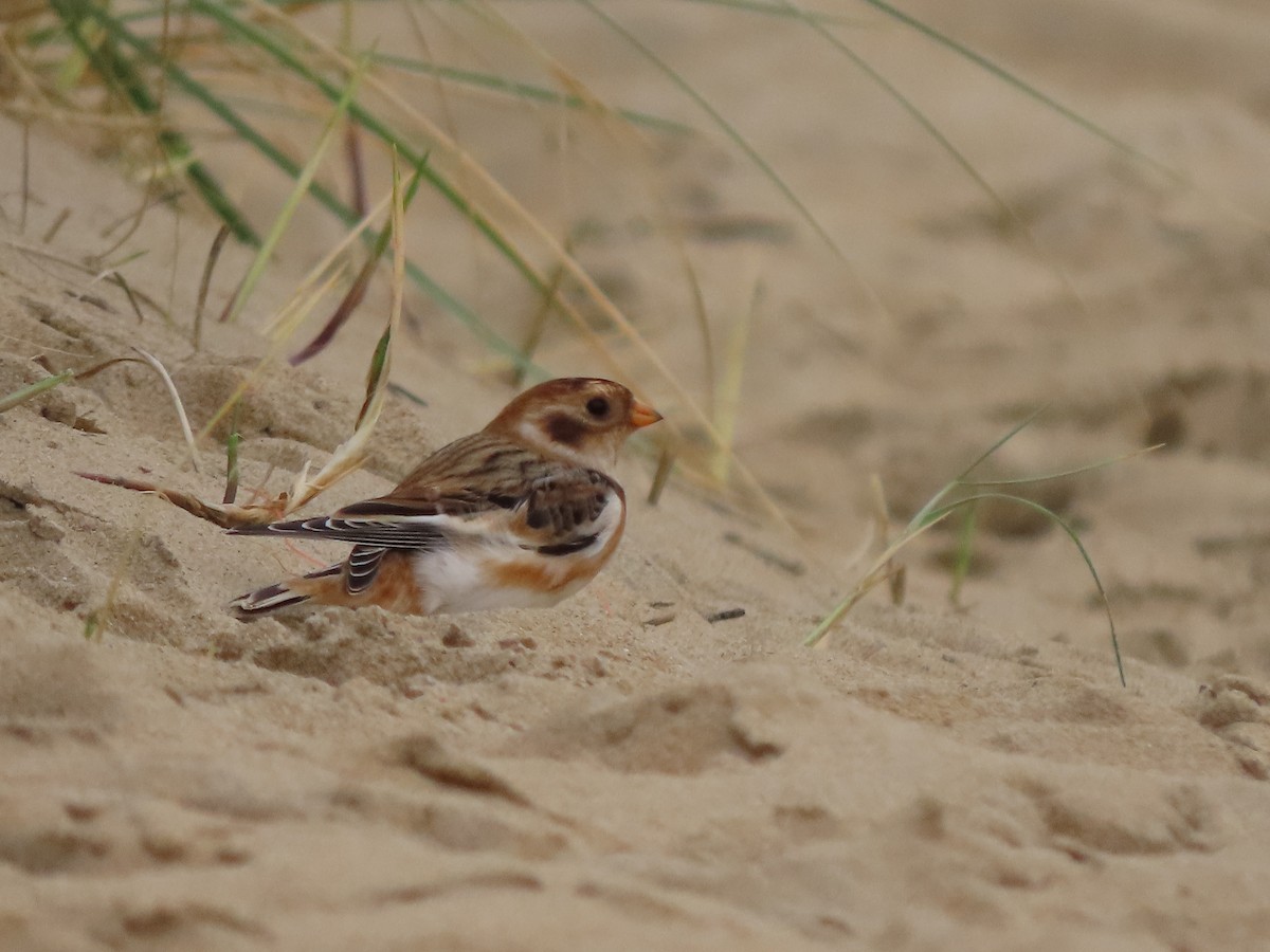 Snow Bunting - ML491133161