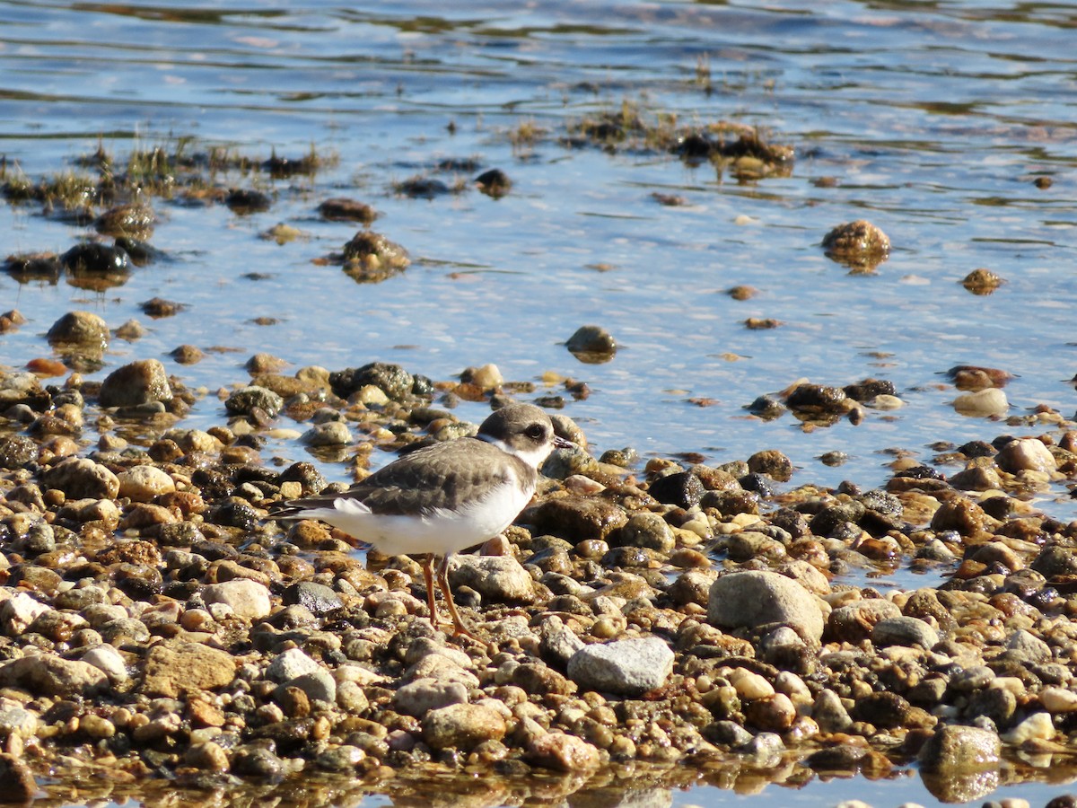 Semipalmated Plover - Sara Griesemer