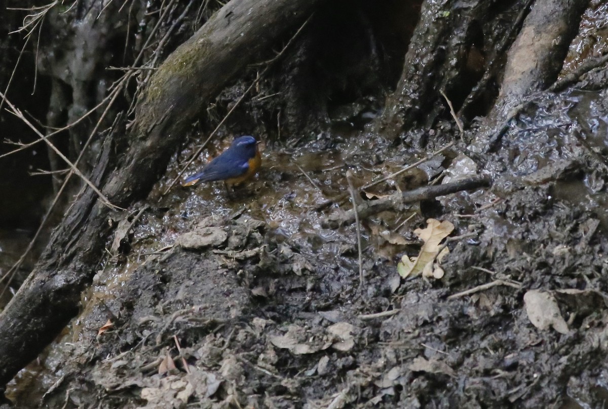 Rufous-breasted Bush-Robin - Peter Hosner